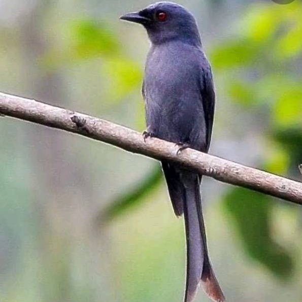 burung srigunting jantan bahan rawatan