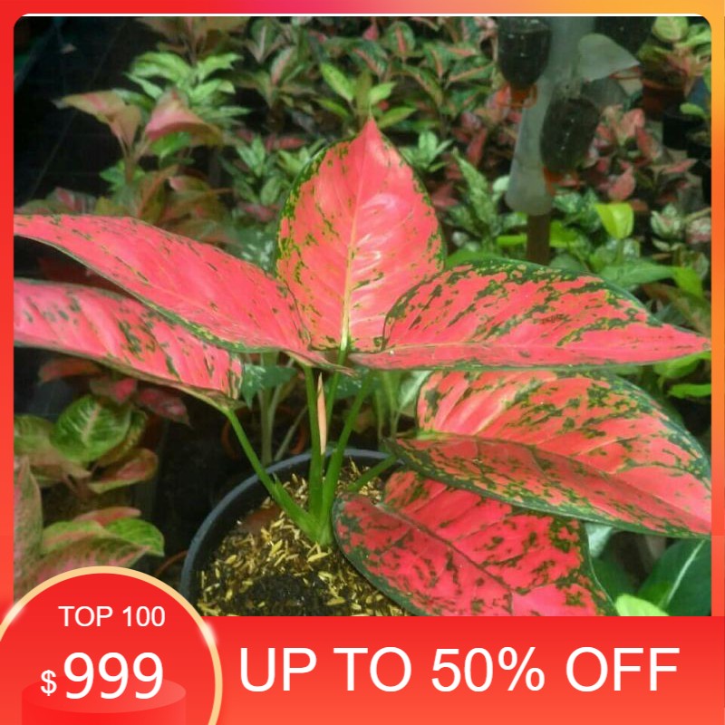 aglonema dut anjamani remaja