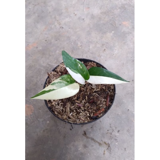 Epipremnum Pinnatum Variegata