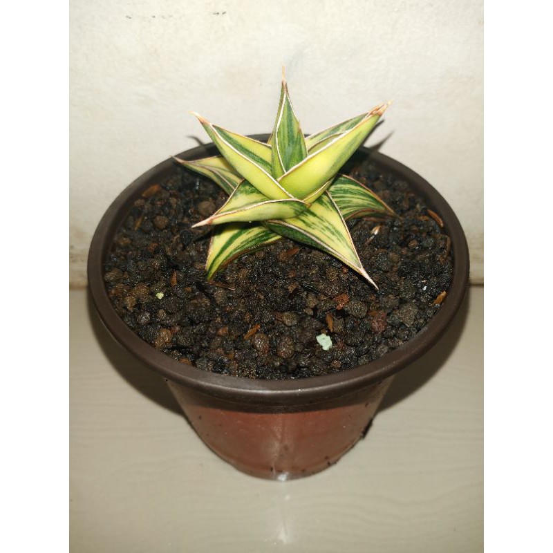 Sansevieria Hybrid Lavranos 51 Varigata