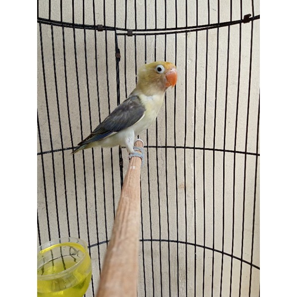 Lovebird PB Mouve Mulus