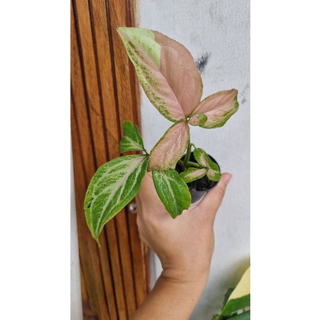 Syngonium strawberry milk