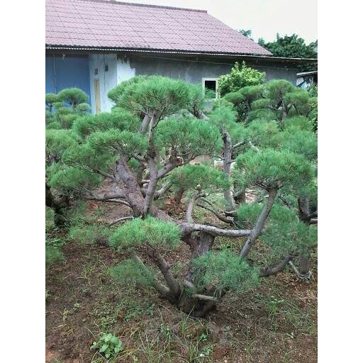 bonsai cemara udang / tanaman bonsai