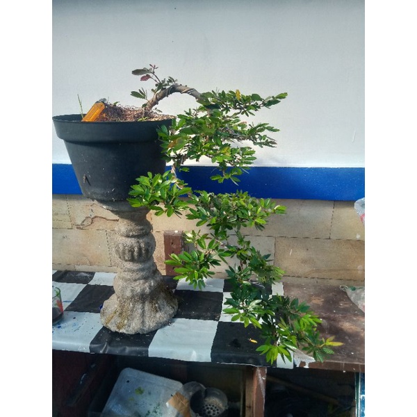 bonsai jadi kaliandra,surinamensis (gaya cascade.)
