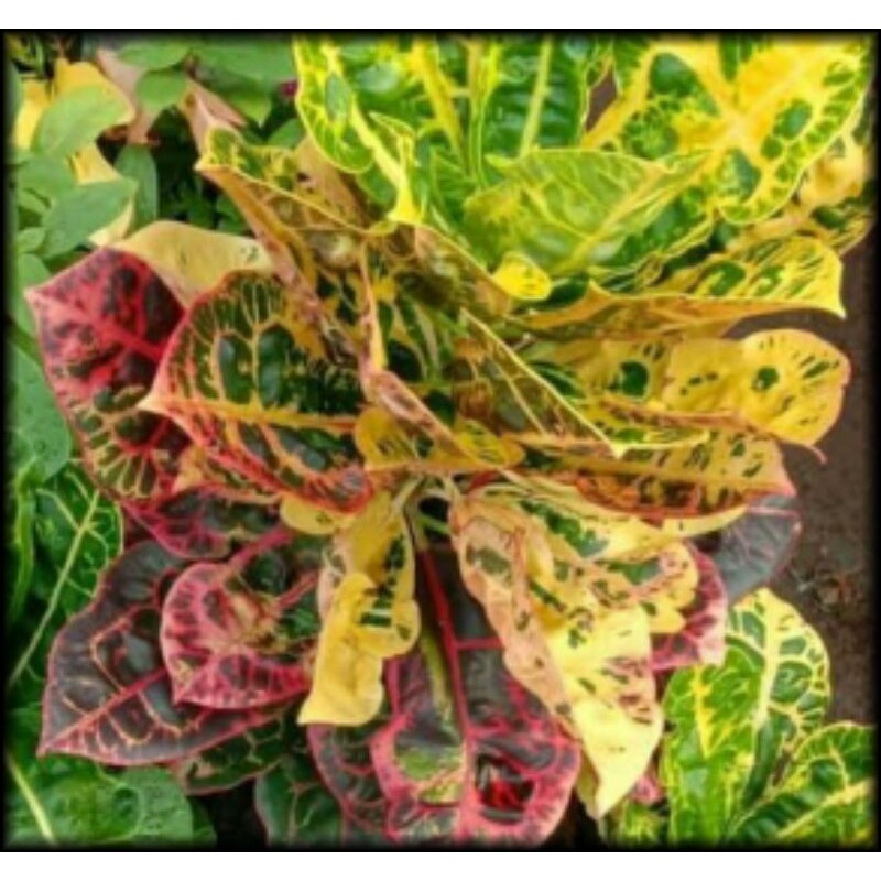 Puring Kura-kura Merah _ Ferari