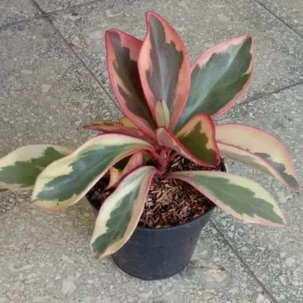 Tanaman Hias Peperomia Obtusifolia Teplan Merah Tanaman Hias Peperomia Merah Peperomia Mangkok Merah