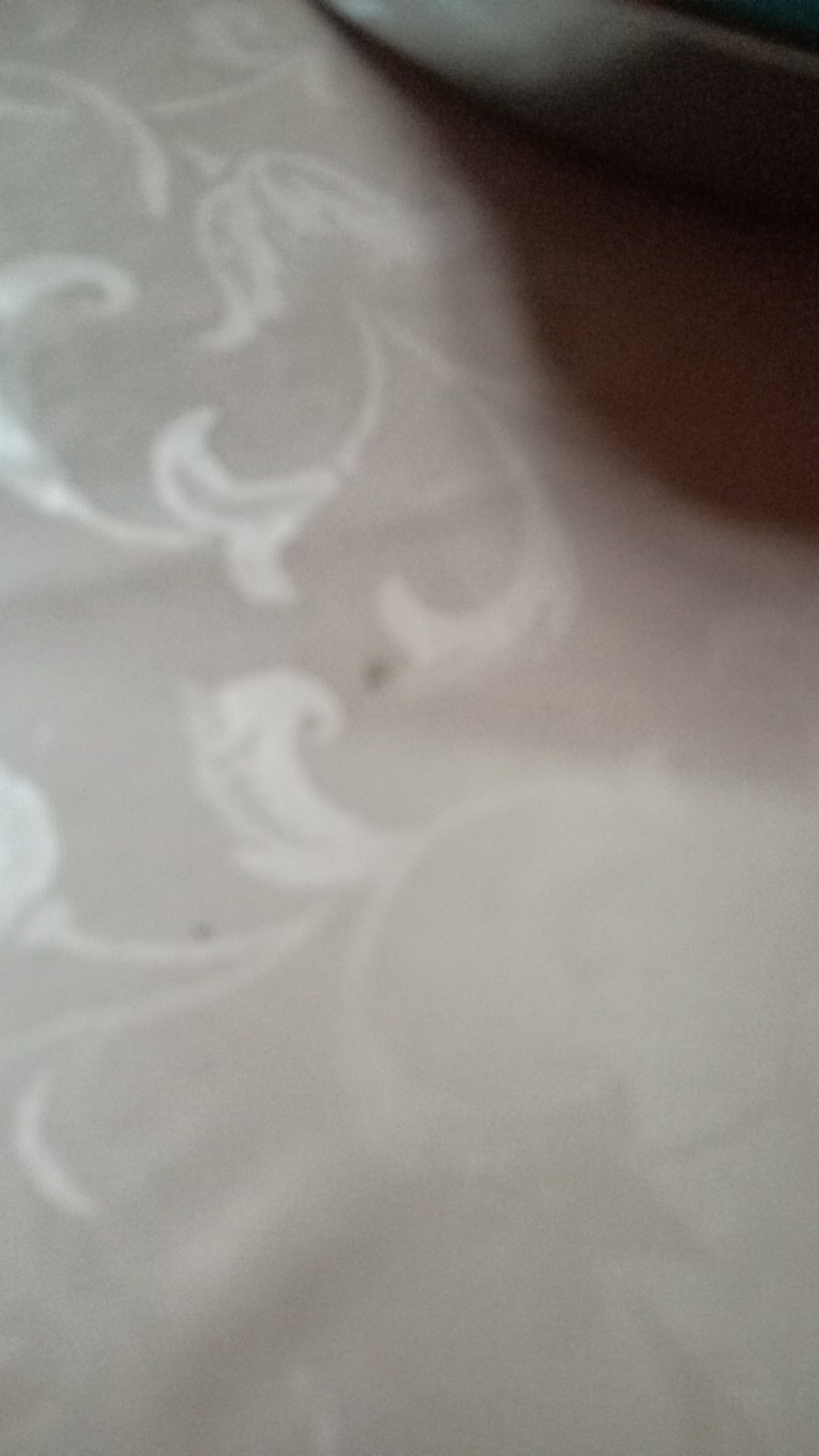 Obat Pembersih Jamur Kerak Kaca Mobil Penghilang Serbaguna