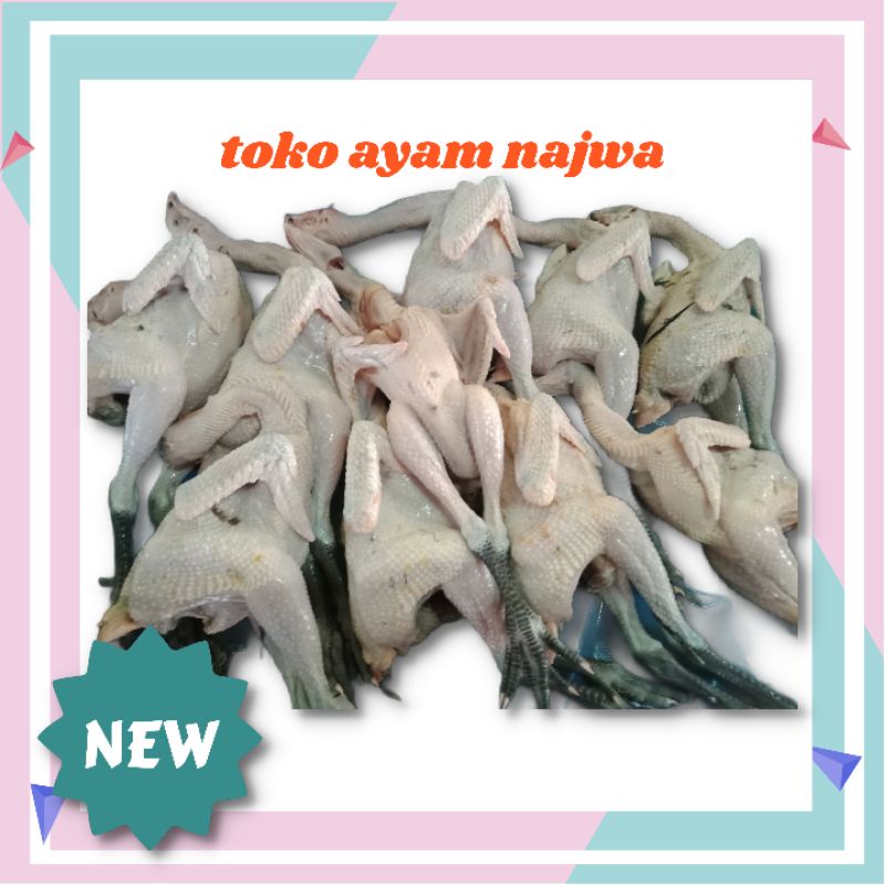 

ayam kampung 08-09( hidup)