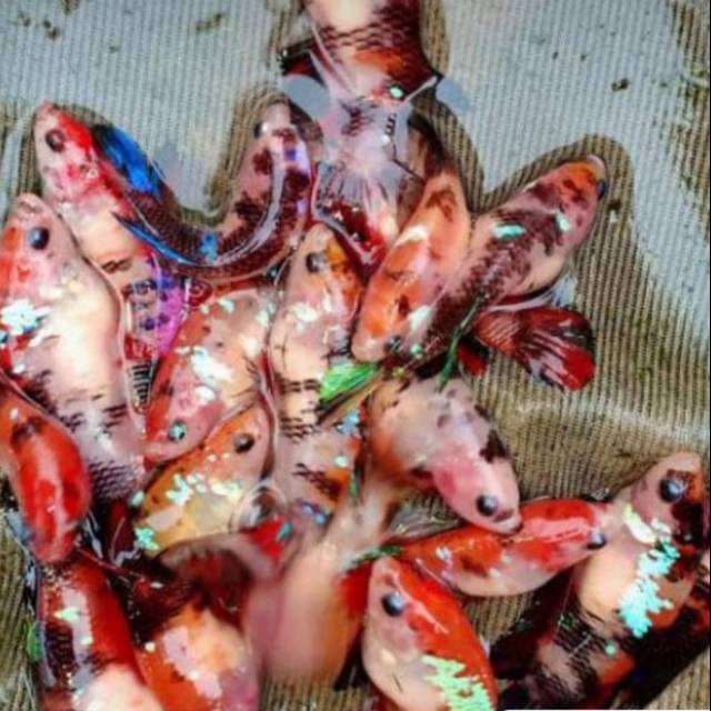 Ikan cupang Koi giant betina full telor