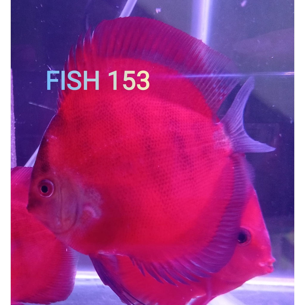 Discus San Merah 1,5 cm s/d 2" inch