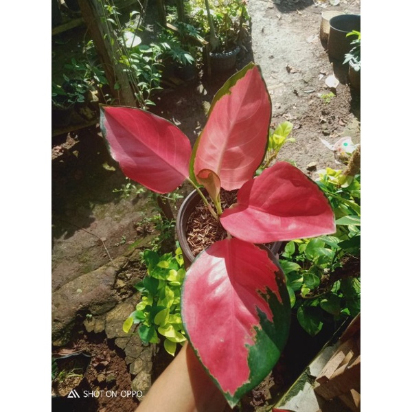 pupuk tanaman, pupuk organik,cream sakti, tanaman hias, aglonema,