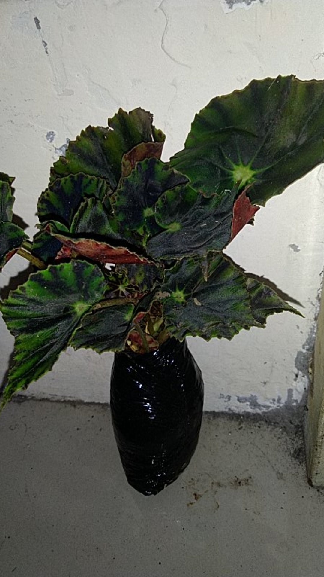 Tanaman Hias Begonia Tiger Cub