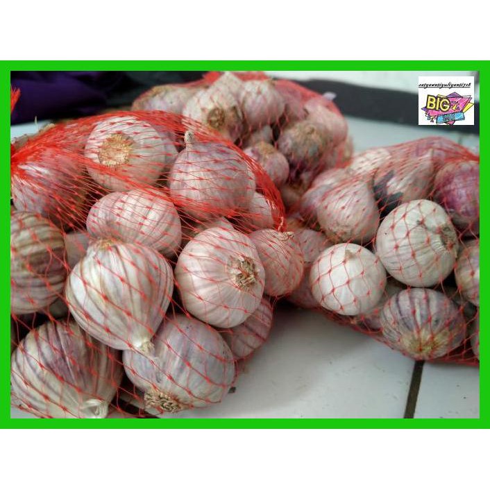 

obatlabreh- bawang putih tunggal kualitas terbaik sekilo -aslii.