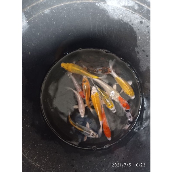 Bibit Ikan Koi 9-10