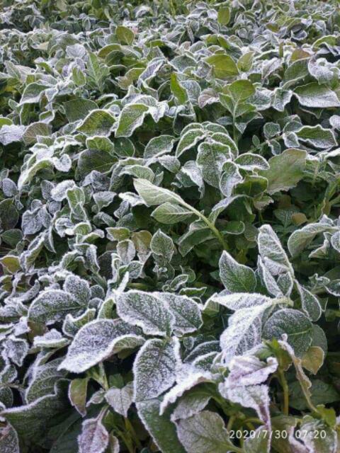 Elastis / Elastik Putra 7mm +- 36yds