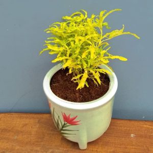 Tanaman hias brokoli kuning tanaman hias hidup  brokoli kuning tanaman hias brokoli tanaman brokoli