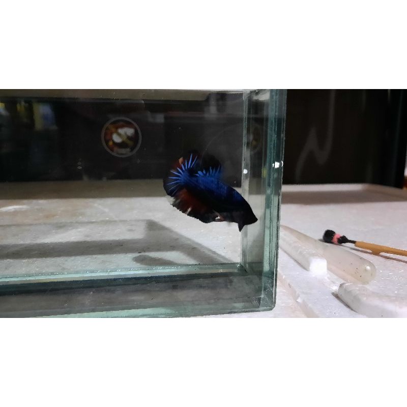 

ikan cupang DTPK nemo gaxy murah size L 5 bulan