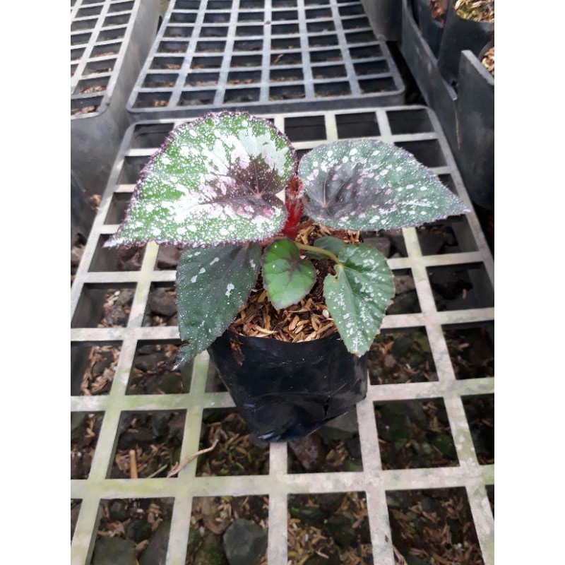 

Begonia Plum Plaise