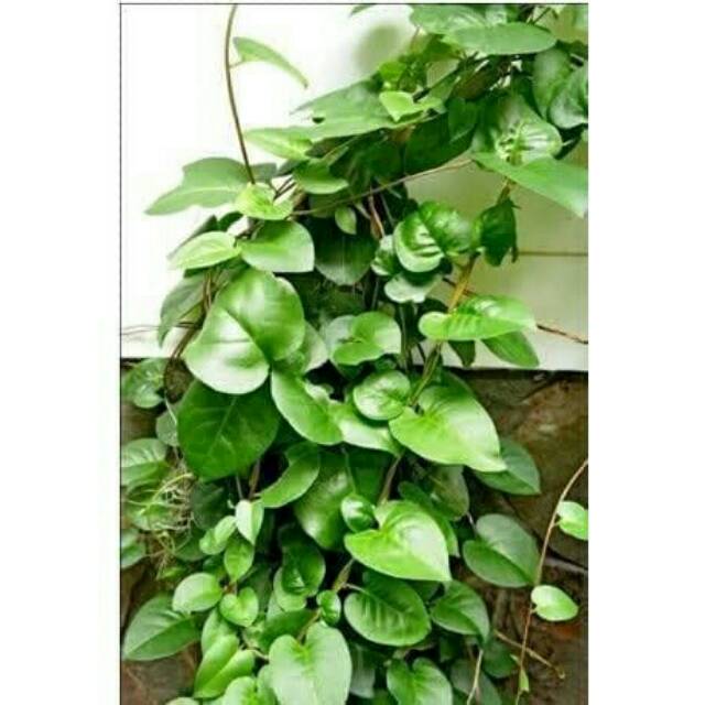 

Daun binahong segar 500gram (obat herbal)