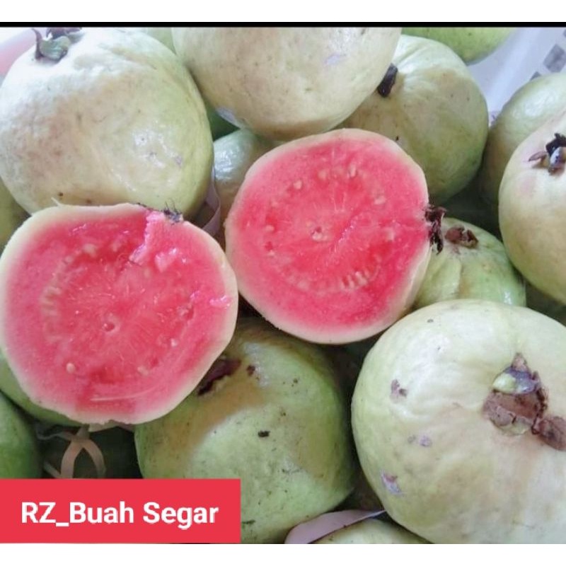 

Buah Jambu Biji merah