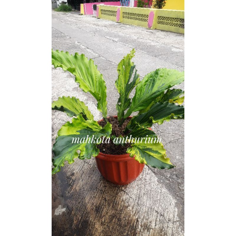 jemani gelombang cinta