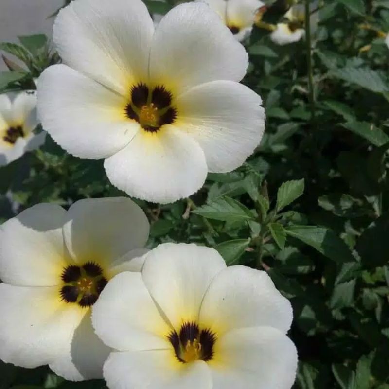 Tanaman Hias Bunga YOLANDA // Bunga pukul 9