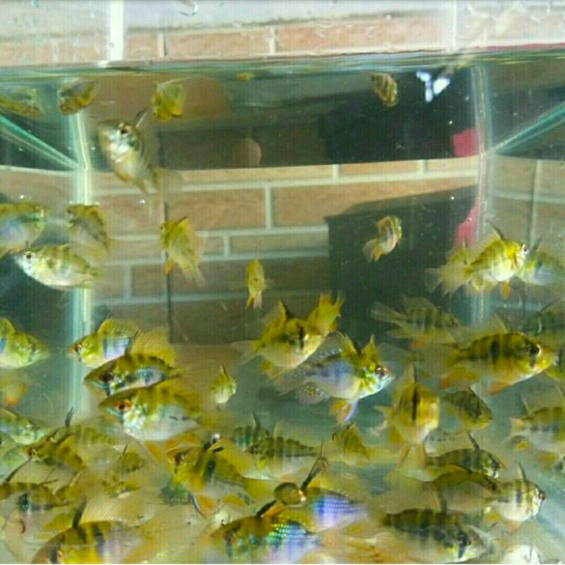 Ikan hias ramirezi german