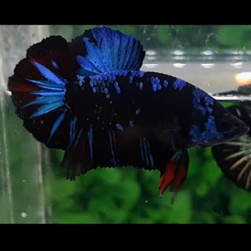 Ikan Cupang Avatar black series Vampire & Gordon (Bonus Pakan pelet cupang)