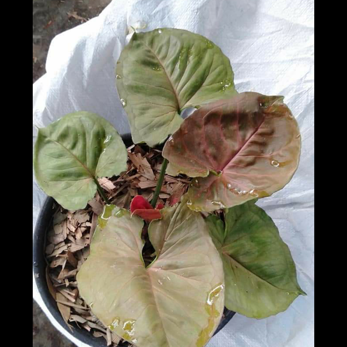 Tanaman hias syngonium merah - singonium - Tanaman indoor