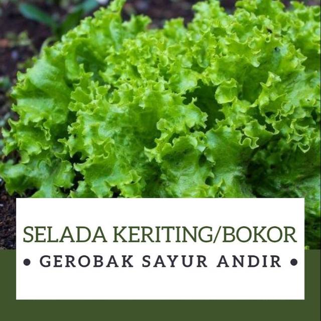 

Selada Keriting Bokor / 500gr