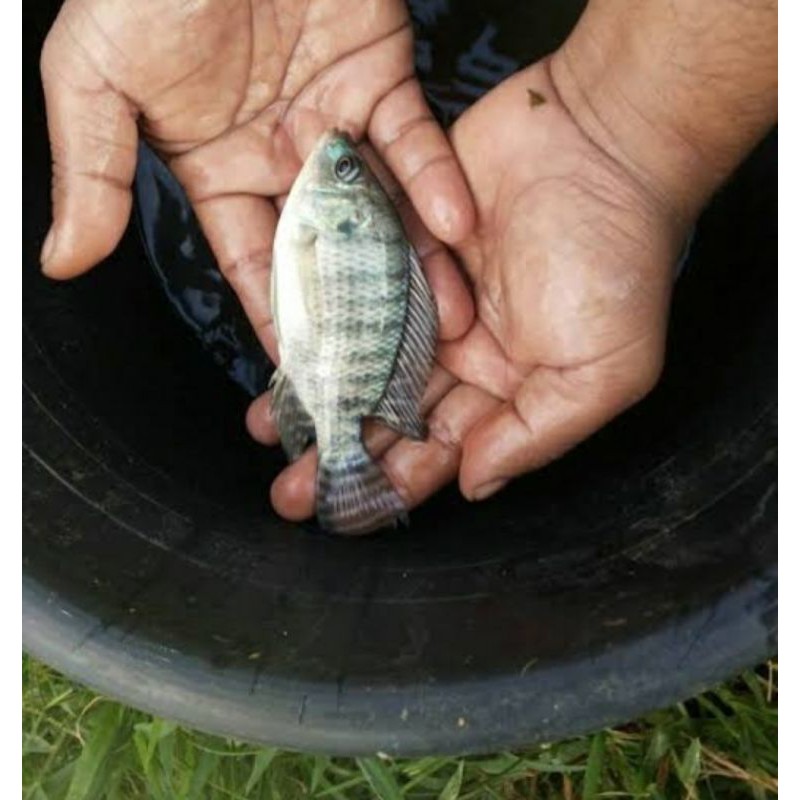 bibit ikan nila NIRWANA 3