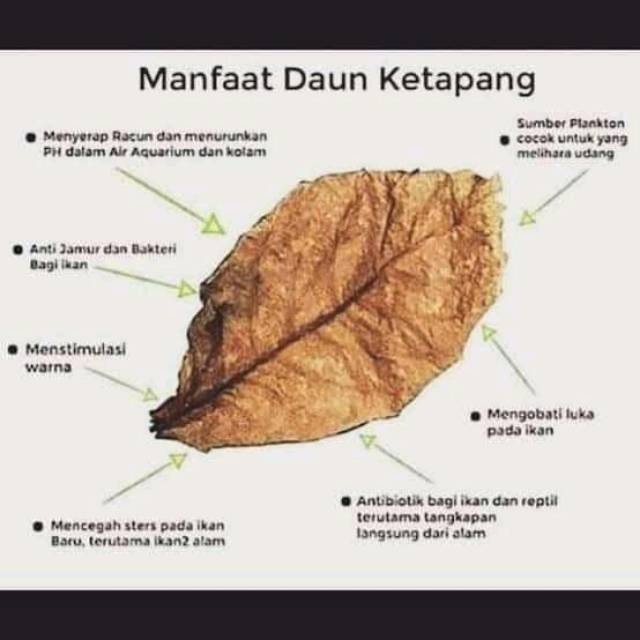 

Daun ketapang olahan