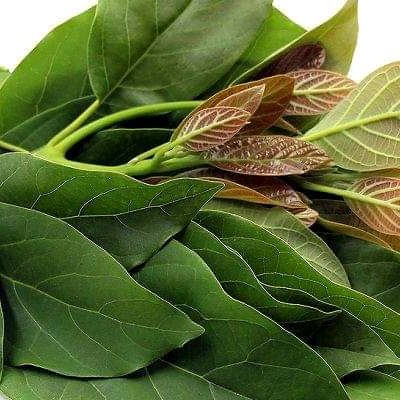 

New daun alpukat muda 500gr