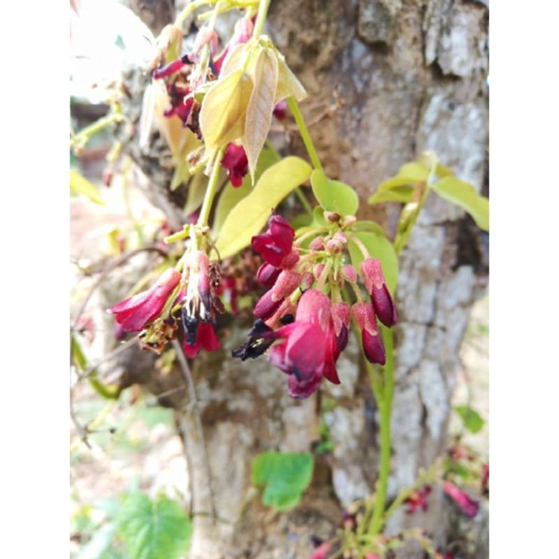 

kembang belimbing wuluh fresh Hasil Kebun Sendiri