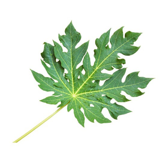 

Daun Pepaya Segar 250 gram