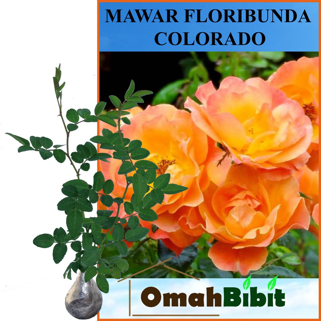 Tanaman Mawar Floribunda Colorado