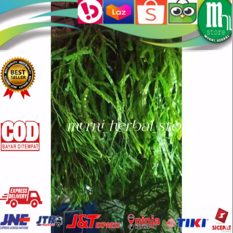 Tanaman hias kumpai sisik