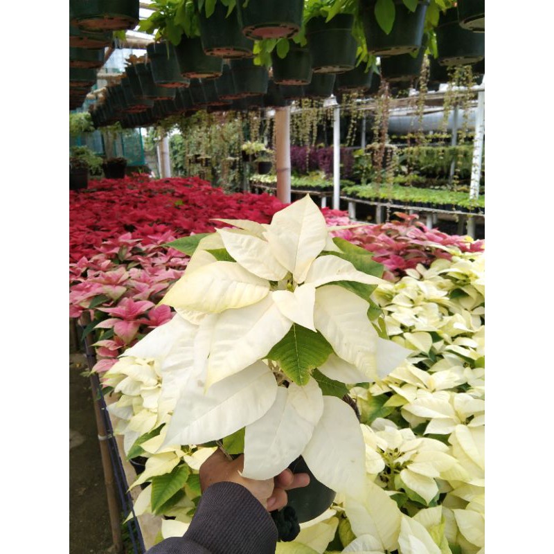 tanaman kastuba putih