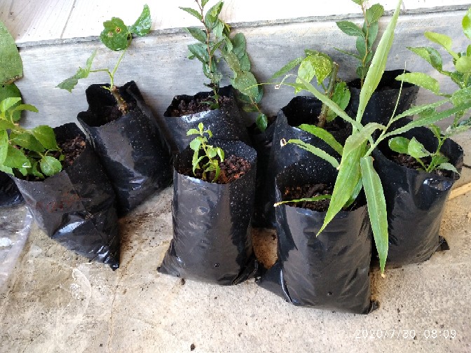 Promo 3 Pohon Bibit Bidara Arab / Terapi Rukyah