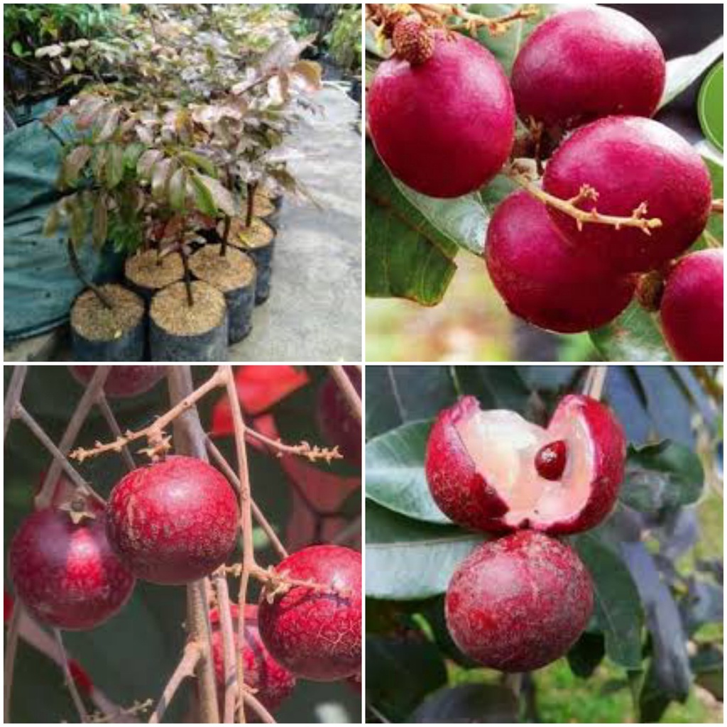biibit kelengkeng merah okulasi   atao cangkok  klenkeng merah asli super genjah   berkualitas unggul