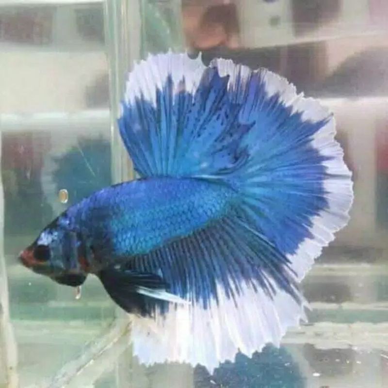 Ikan cupang jenis halfmoon