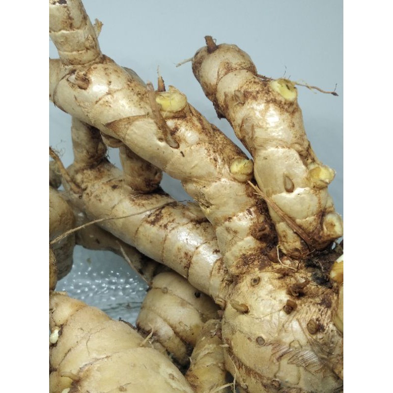 

TEMU PUTIH SEGAR 1KG CURCUMA ZEDOARIA FRESH KUNYIt KUNIR PUTIH TERMURAh