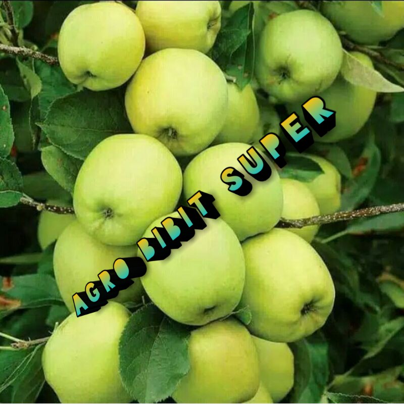 bibit buah apel manalagi hasil cangkok