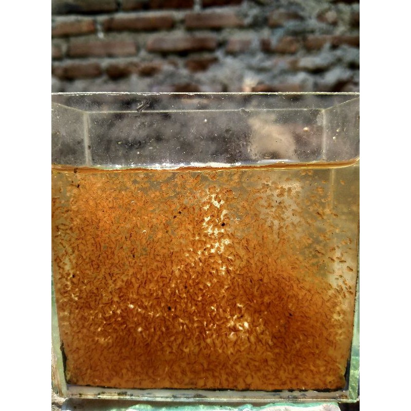 Kutu Air Raksasa Daphnia Magna / DM