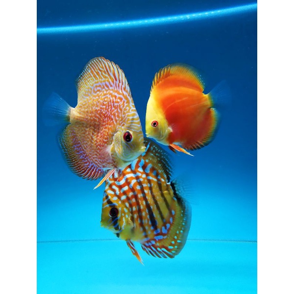Ikan discus 4 inch up