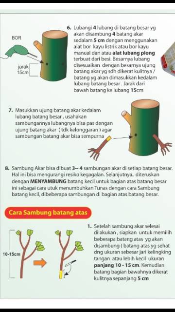 Nature stek sambung akar / implant akar