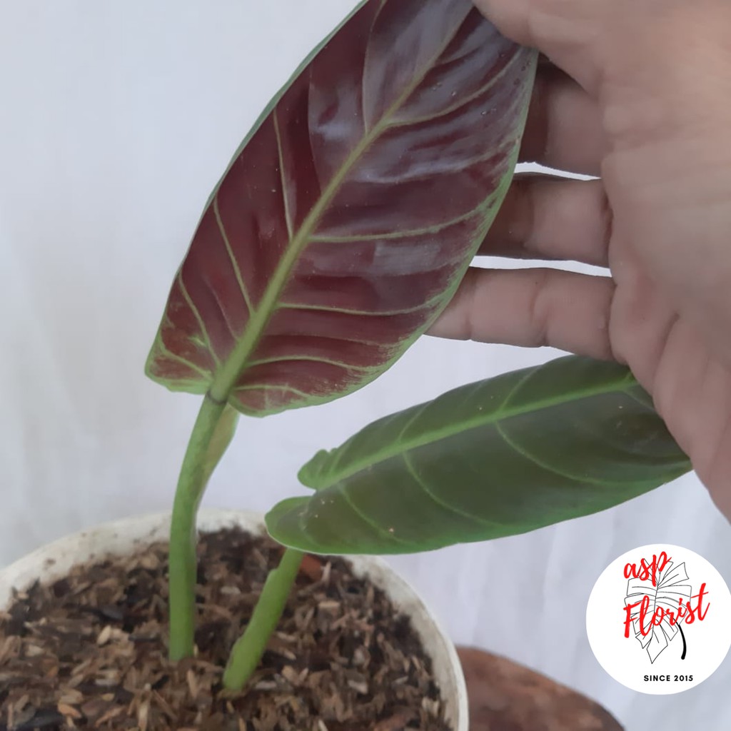 Philodendron Subhastatum