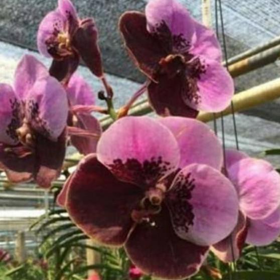 Anggrek Vanda Remaja