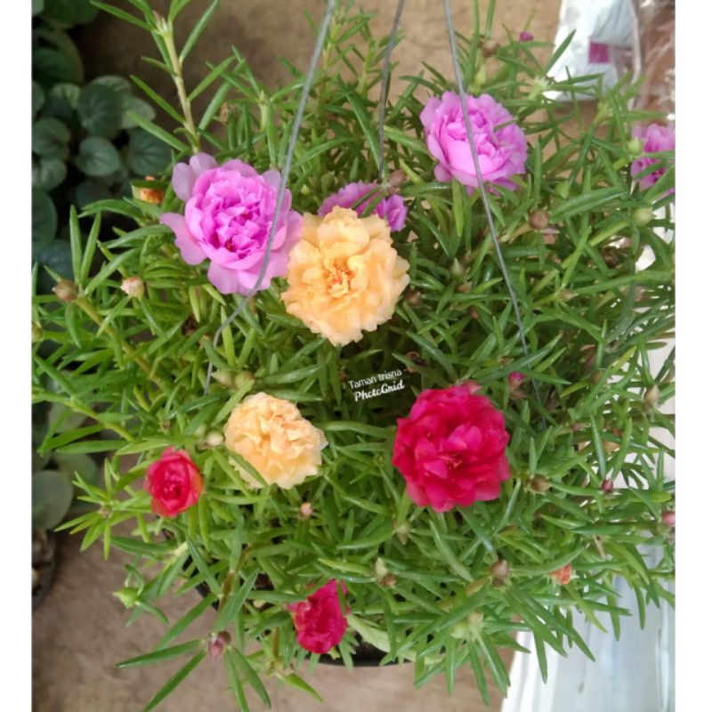 Tanaman hias gantung KROKOT/BUNGA SUTRABOMBAI/BUNGA GANTUNG