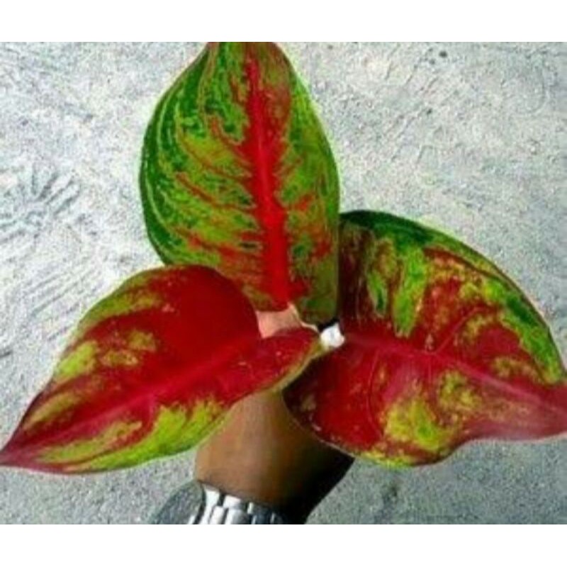 bonggol agalonema red karakataws